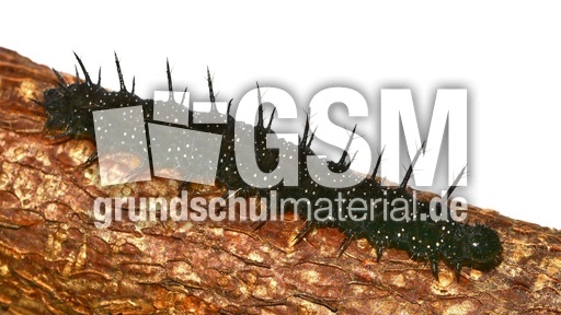 Tagpfauenauge-Raupe (3).jpg